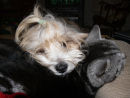 PETS TOGETHER. TIBETAN TERRIER DOG AND TABBY CAT ARE FRIENDS
